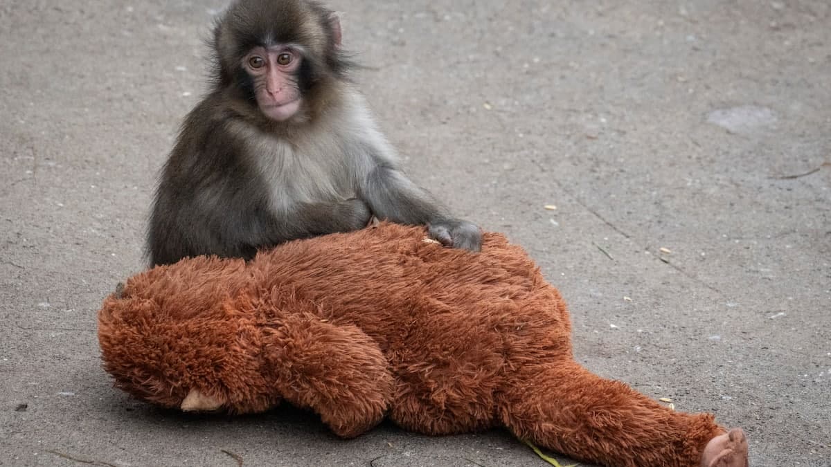 Punch, le petit macaque star qui fait réfléchir sur nos zoos