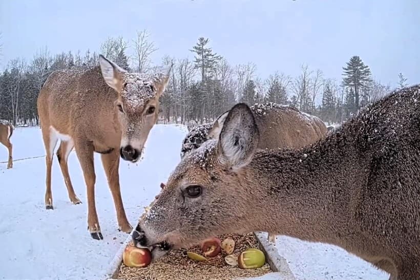 Maine: Des cerfs stars du web touchent le cœur des Québécois