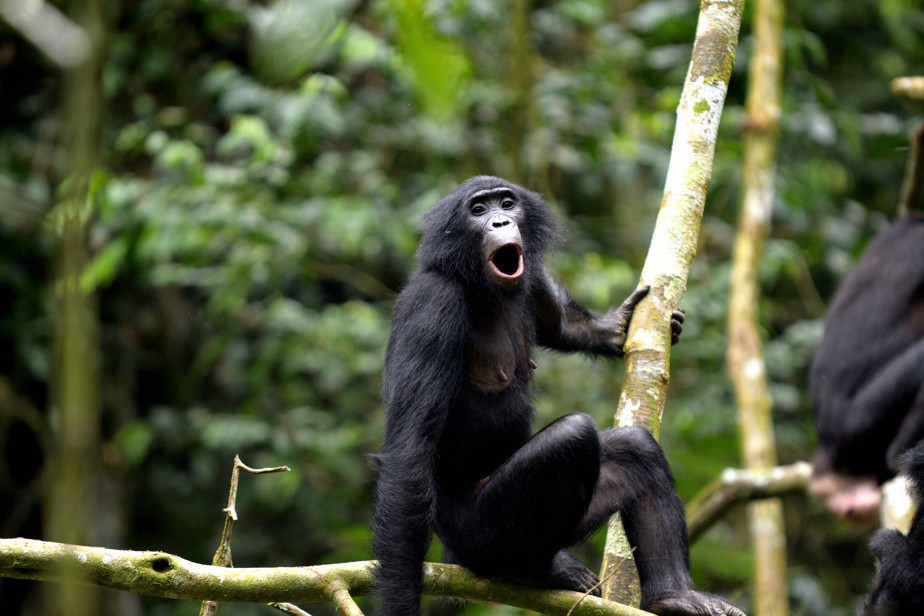 L'IA pour décoder le langage animal : une révolution qui inquiète