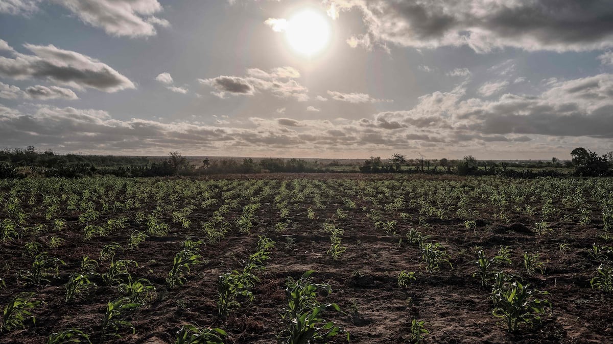 El Niño s'emballe : un hiver sous le signe de la chaleur record